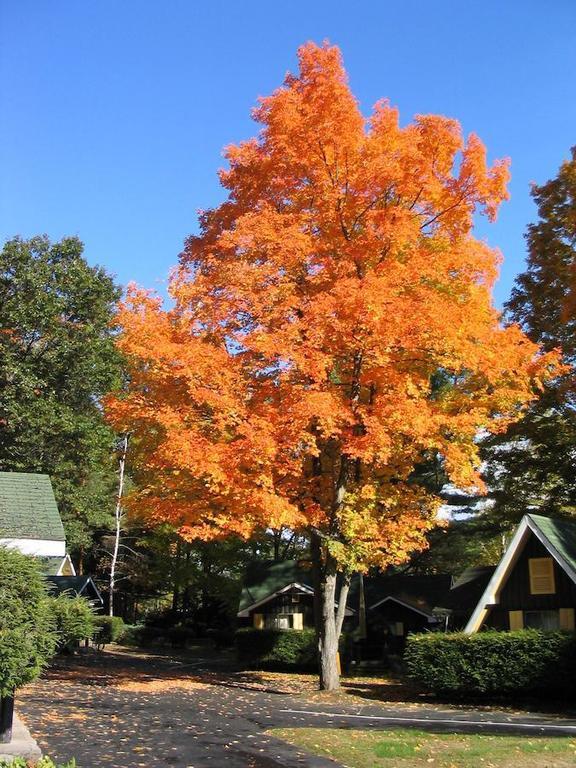 Amber Lantern Efficiency Cottage بحيرة جورج المظهر الخارجي الصورة